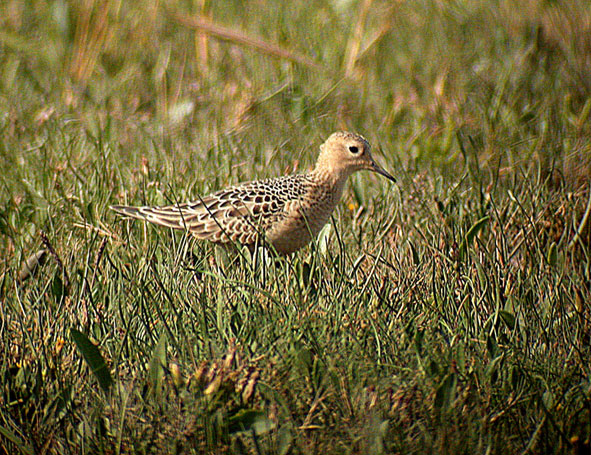 buff-breasted sandpiper