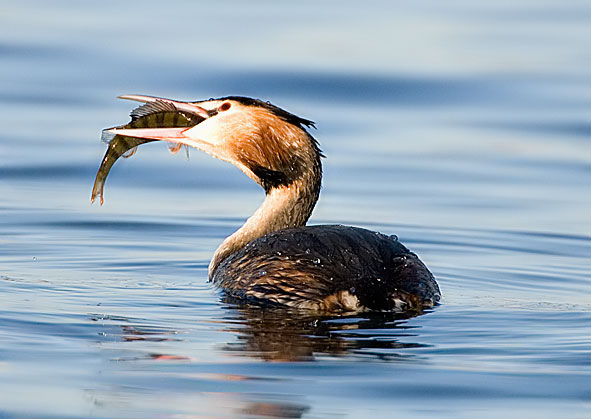 great crested grebe eating perch