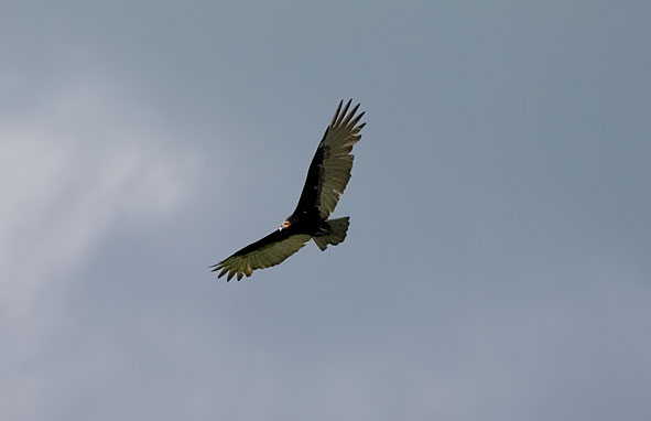 lesser yellow-headed vulture