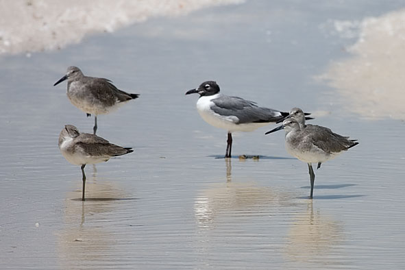 willets and laughing gull