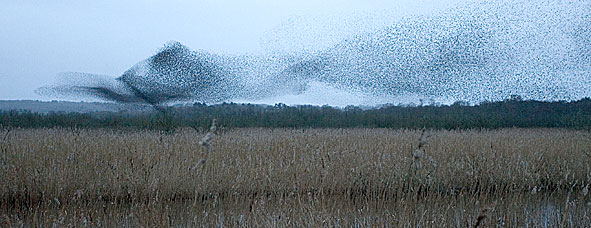 starling roost