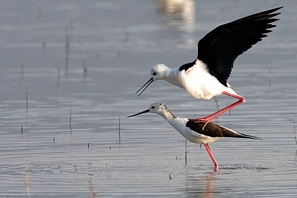 black-winged stilts mating