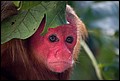 Amazon primates