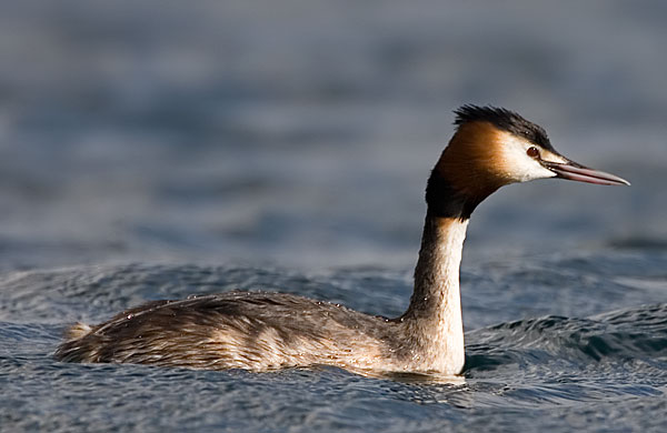 great-crested grebe