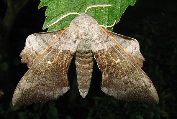 poplar hawk moth