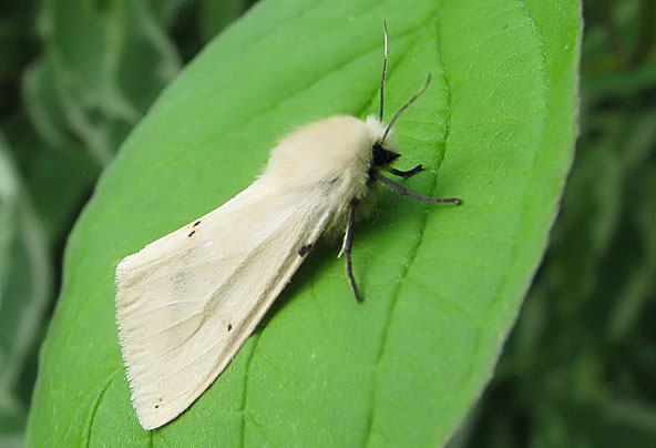 male white ermine