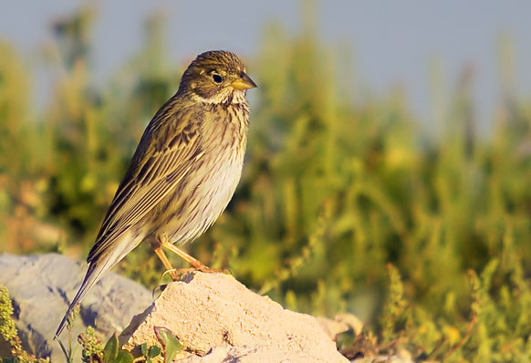 corn bunting