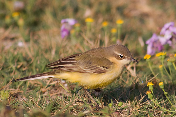 flava wagtail