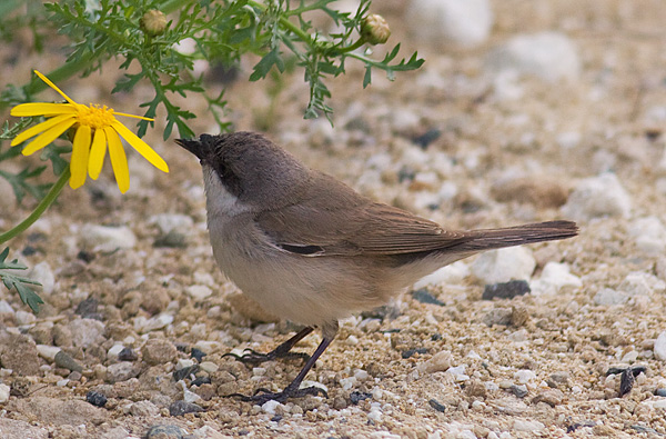 lesser whitethroat