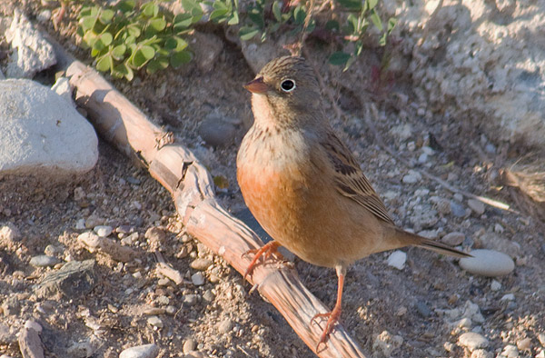 ortolan