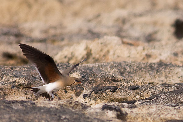 collared pratincole