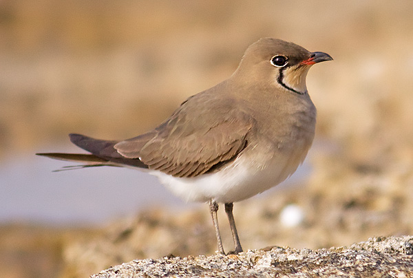 collared pratincole