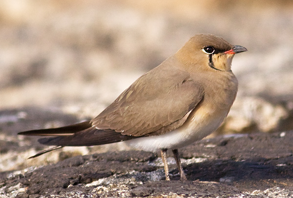 collared pratincole