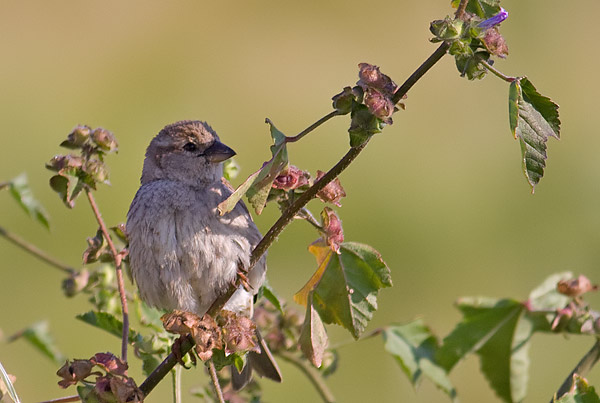 Spanish sparrow