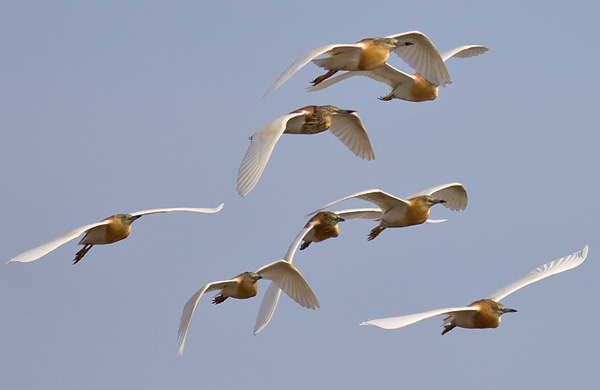 squacco heron