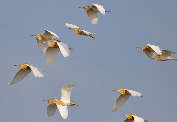 squacco heron