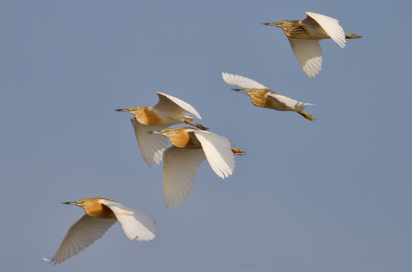 squacco heron
