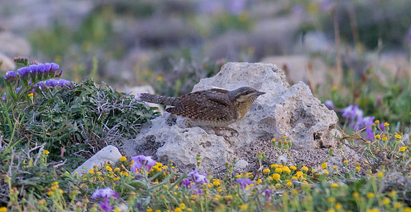 wryneck