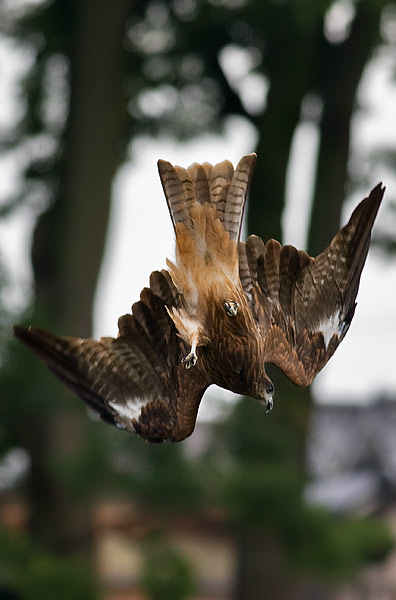 black-eared kite