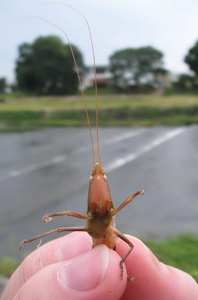 bush cricket