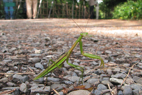 mantis