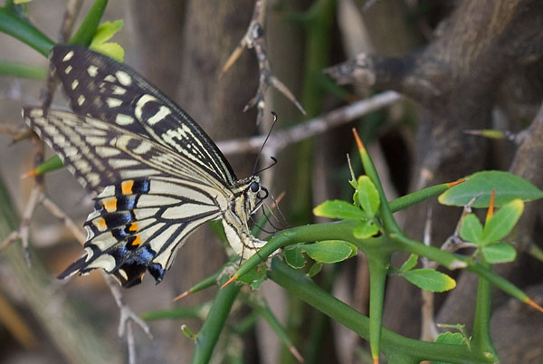 swallowtail