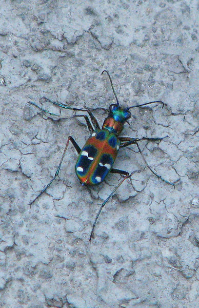 tiger beetle