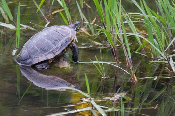 turtle