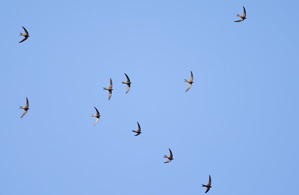Plain swift