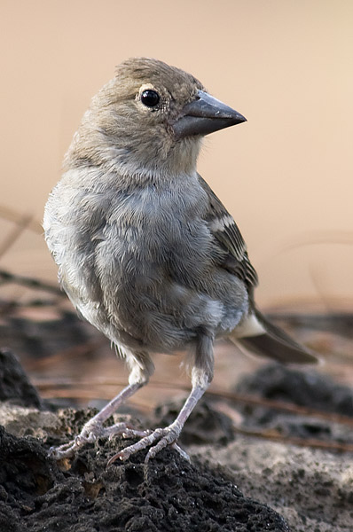 blue chaffinch