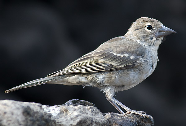 blue chaffinch