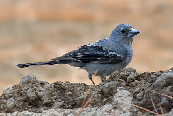 blue chaffinch