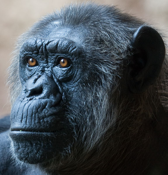 chimpanzee