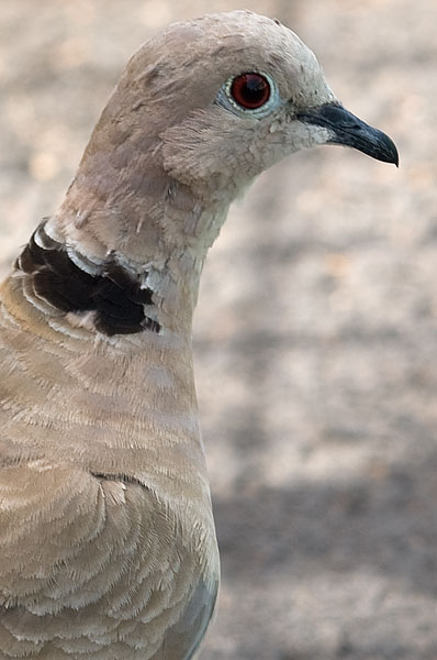 dove