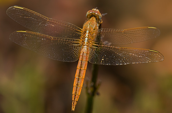 scarlet darter