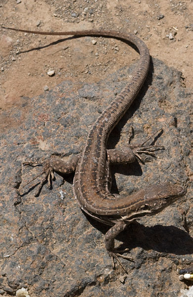 Canary lizard
