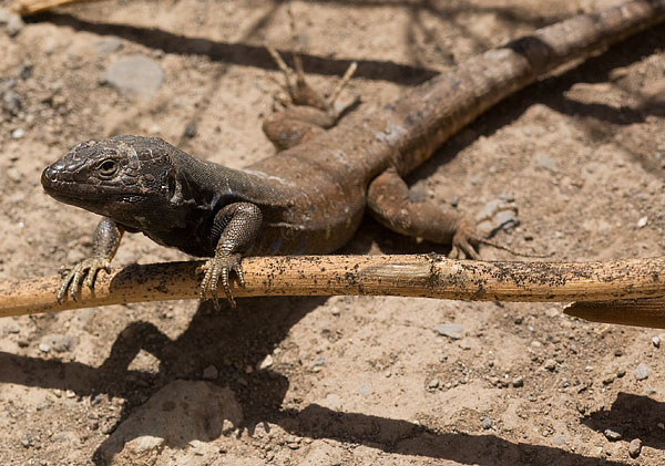 Canary lizard