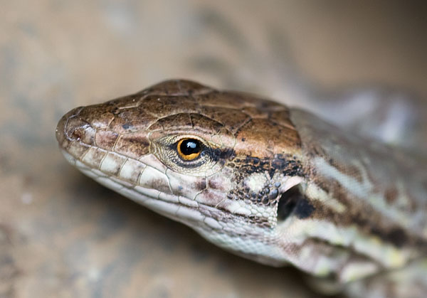 Canary lizard