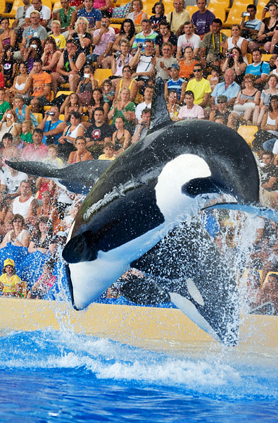 orcas