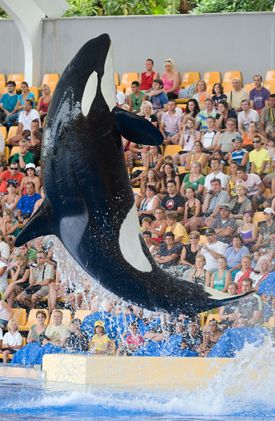 orca