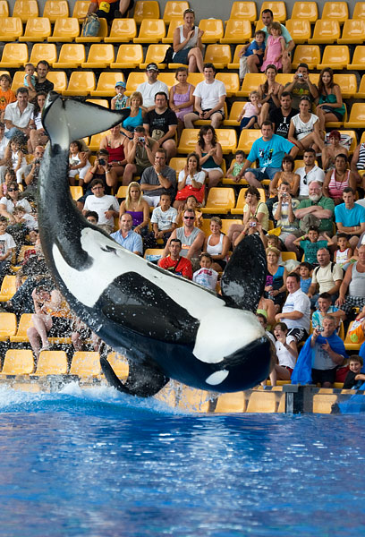 orca