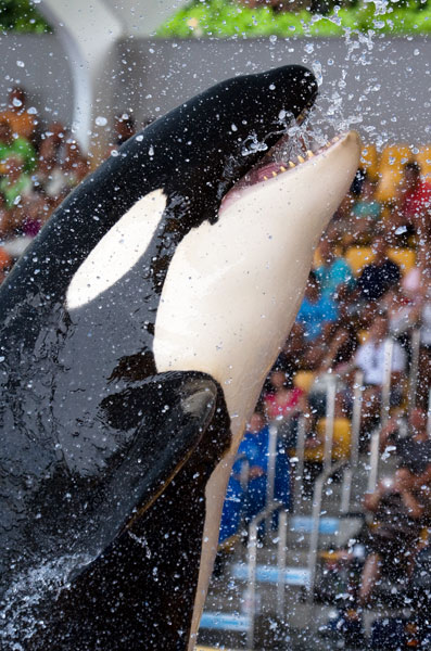 orca