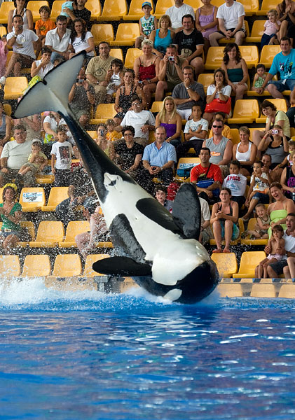 orca