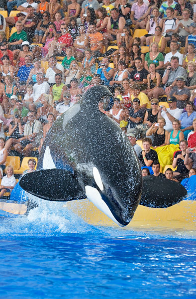 orca