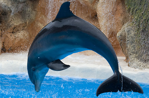 dolphin display