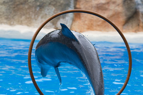 dolphin display