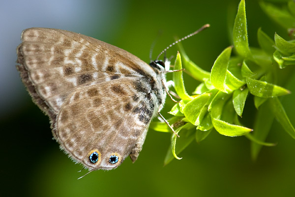 long-tailed blue