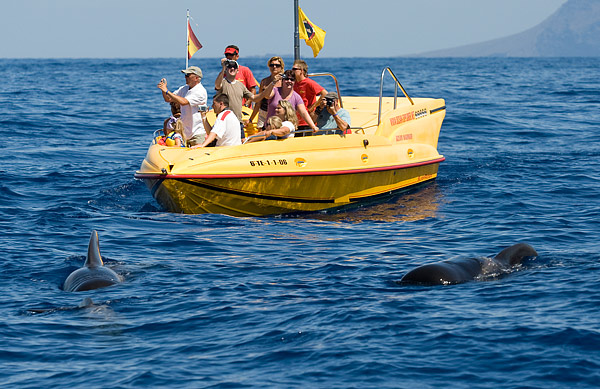 whale watching