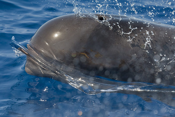 short-finned pilot whale