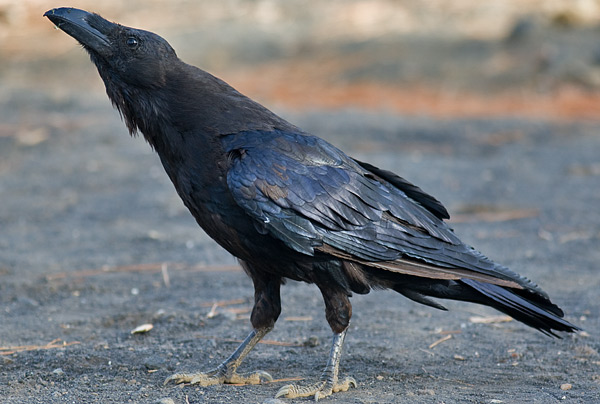 raven